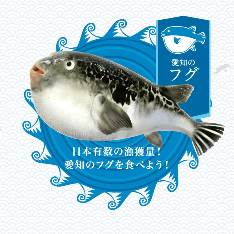 日本有数の漁獲量愛知のフグを食べよう！