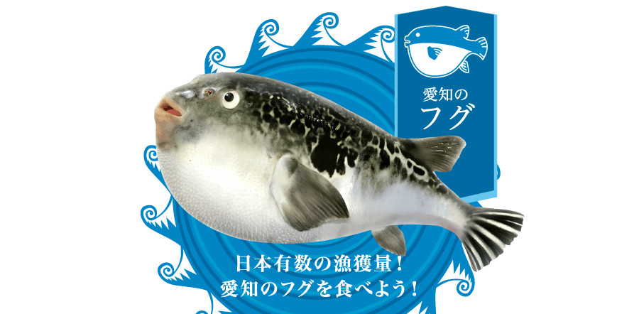 日本有数の漁獲量愛知のフグを食べよう！