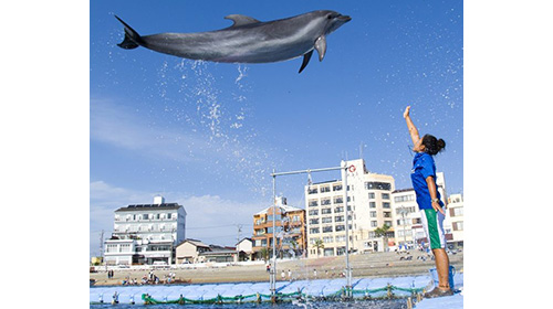 【日間賀島】夏のイルカふれあい体験～イルカとあそぼ！～(7～9月）