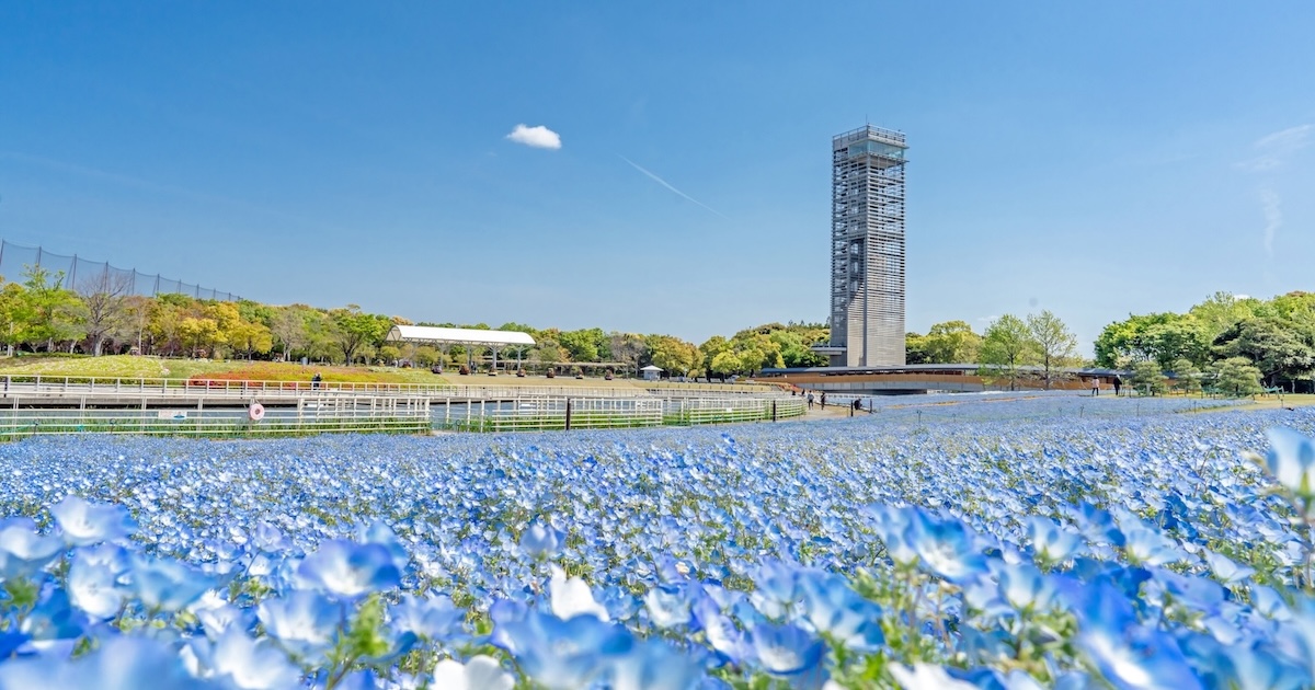 浜名湖花フェスタ完全ガイド！浜松の春を楽しむ絶景イベントの魅力と