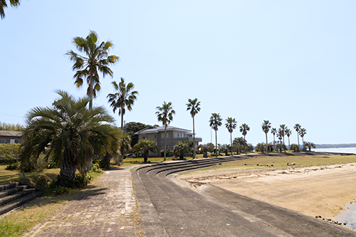 palm-tree