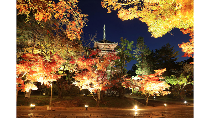仁和寺 境内貸切紅葉ライトアップ 推し旅 Update公式サイト jr東海 仁和寺 境内貸切紅葉ライトアップ 推し旅 Update公式サイト jr東海