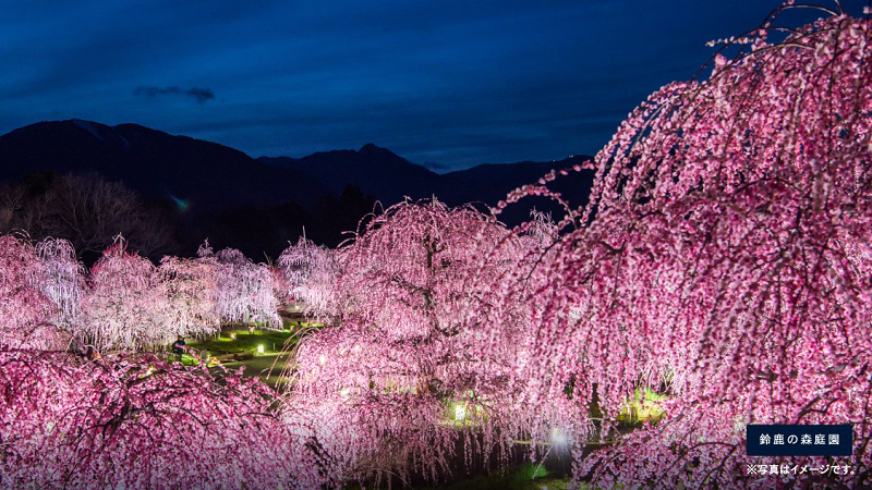 名古屋駅発着バス 梅の名所 鈴鹿の森庭園 圧巻のライトアップ鑑賞 伊勢神宮3時間滞在 推し旅 Update公式サイト ｊｒ東海