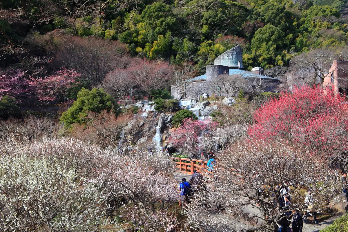 梅が咲き誇る熱海梅園の様子