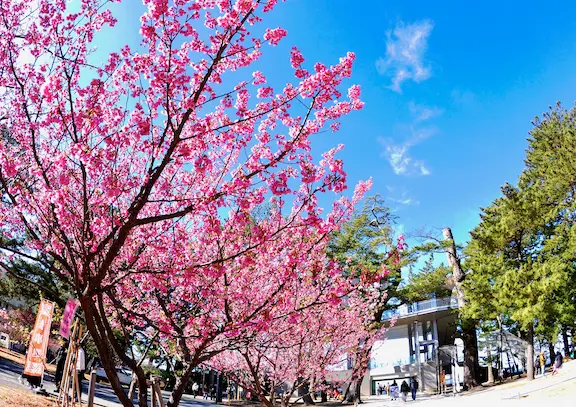 早春の伊豆へ！日帰りバスで行く♪熱海梅園梅まつりと土肥桜ライトアップ観賞 プランの写真